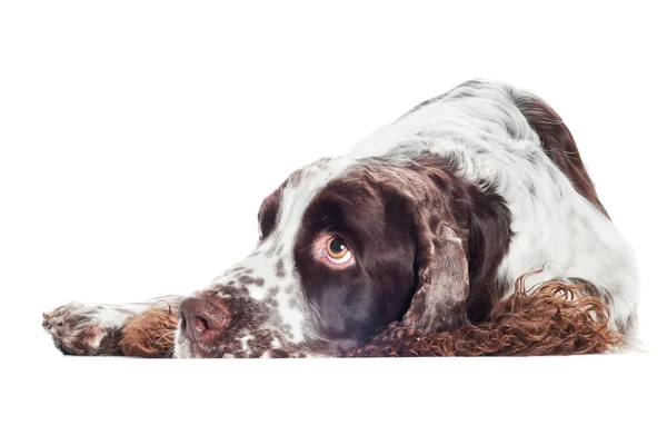 Triste springer spaniel perro retrato —  Fotos de Stock