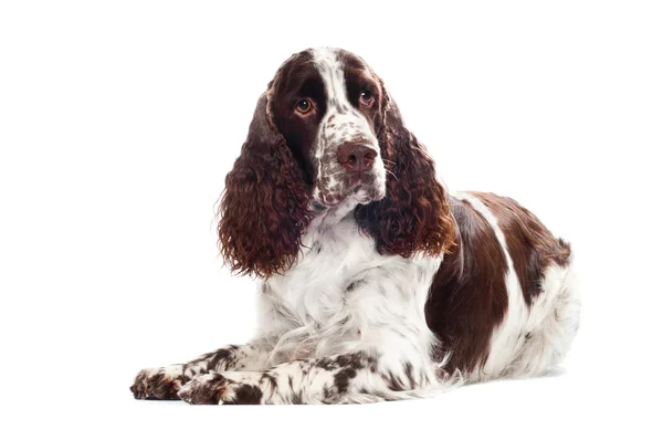 Brązowy springer spaniel pies portret — Zdjęcie stockowe