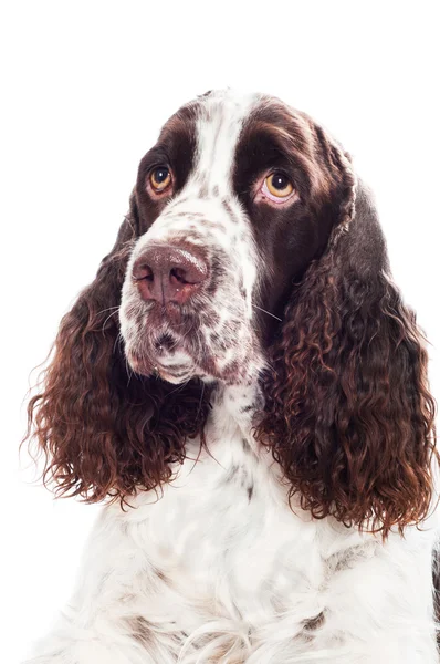 Brown springer spaniel dog portrait — Stock Photo, Image