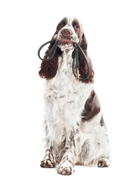 Springer spaniel dog holding leash in it's mouth — Stock Photo, Image