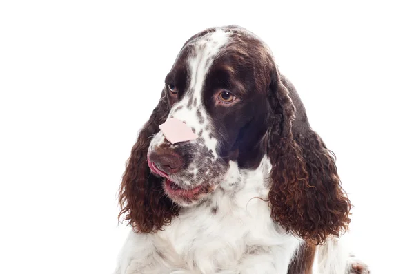 Springer spaniel cão com comida no nariz — Fotografia de Stock