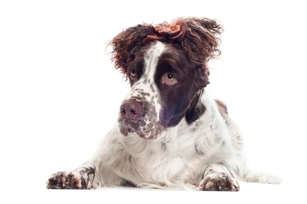 Brown springer spaniel cão com um penteado — Fotografia de Stock