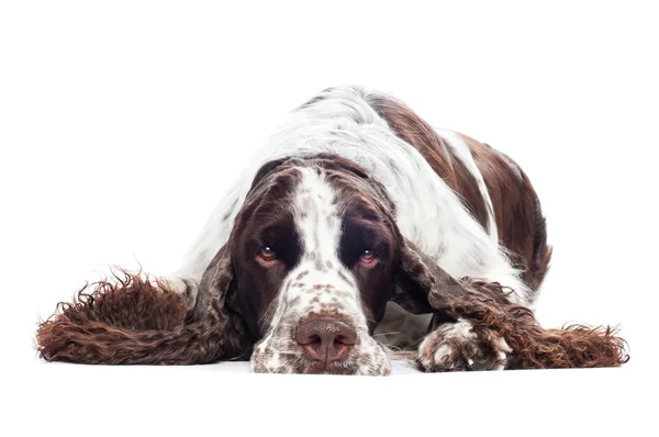 Szomorú springer spániel kutya portré — Stock Fotó