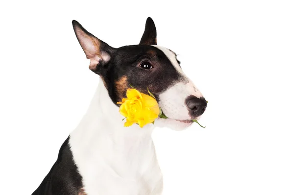 Inglese bull terrier cucciolo in possesso di una rosa — Foto Stock