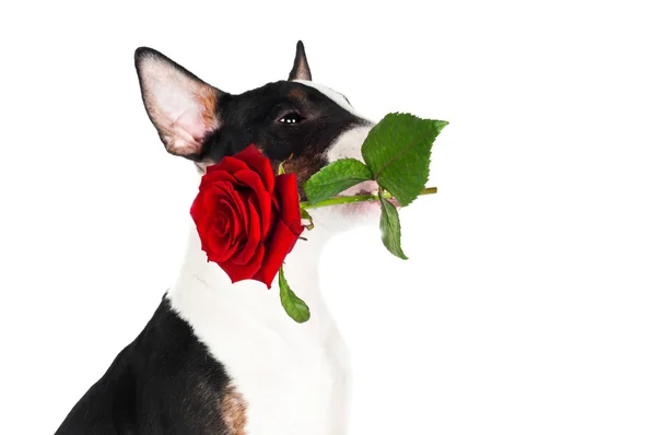 Inglese bull terrier cucciolo in possesso di una rosa — Foto Stock