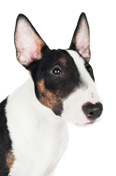 英語・ ブル ・ テリアの子犬の肖像画 — ストック写真