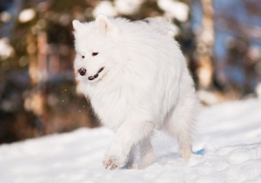 samoyed köpek yürüyüş