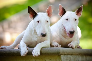 İki İngiliz bull terrier