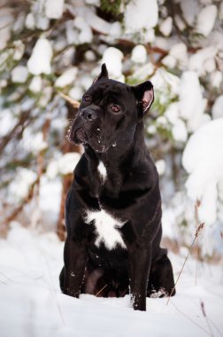 Cane corso İtalyan köpek