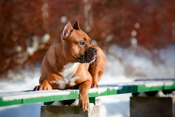 Retrato de perro Staffordshire terrier — Foto de Stock