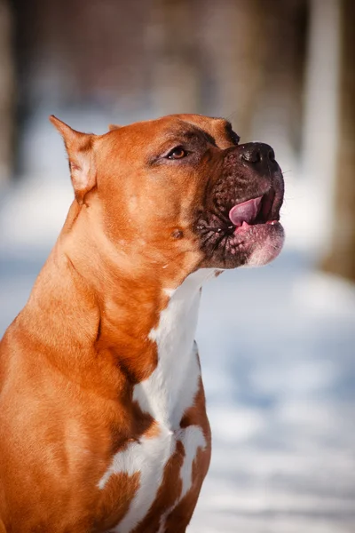 Amerykański pies terrier staffordshire — Zdjęcie stockowe