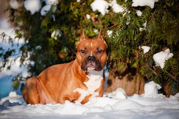 Amerikanska Staffordshire terrier hund — Stockfoto
