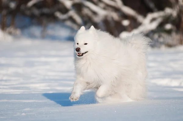 Samoyed Σκυλού — Φωτογραφία Αρχείου