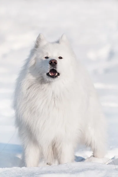 Samoyedo perro caminando —  Fotos de Stock