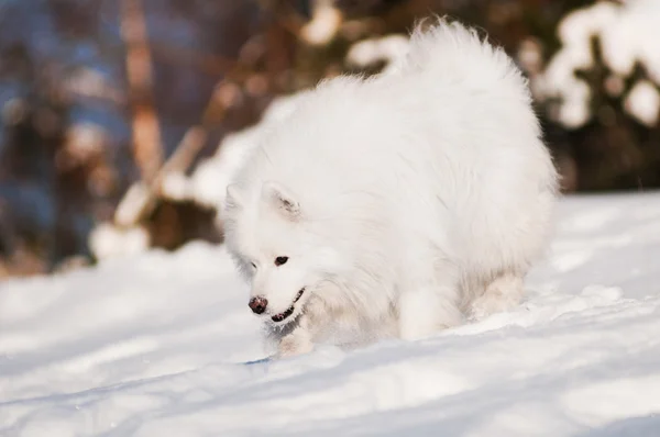 Samoyedo perro caminando — Foto de Stock