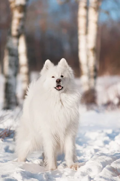 Samoyed pies chodzić — Zdjęcie stockowe