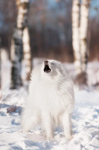 Samojeed hond howls in het bos — Stockfoto