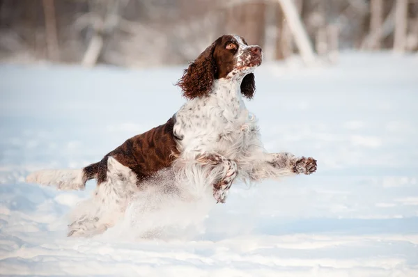 Springer spaniel anjing berjalan — Stok Foto