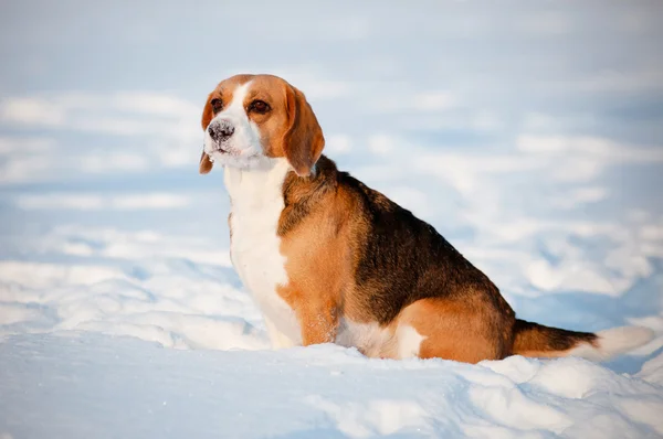 Beagle köpek içinde belgili tanımlık kar — Stok fotoğraf