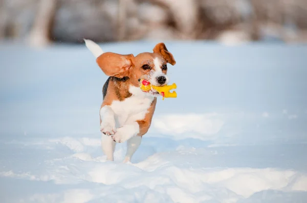 Chien beagle courir — Photo