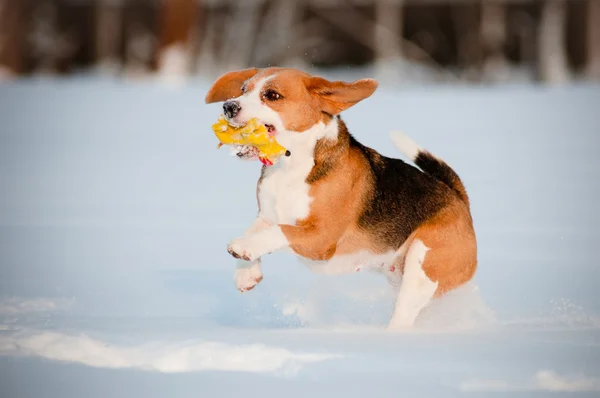 Beagle pes běží — Stock fotografie
