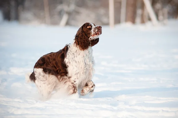 Springer spaniel dog running — Stock Photo, Image