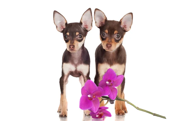 Dos adorables cachorros marrones con una flor de orquídea —  Fotos de Stock