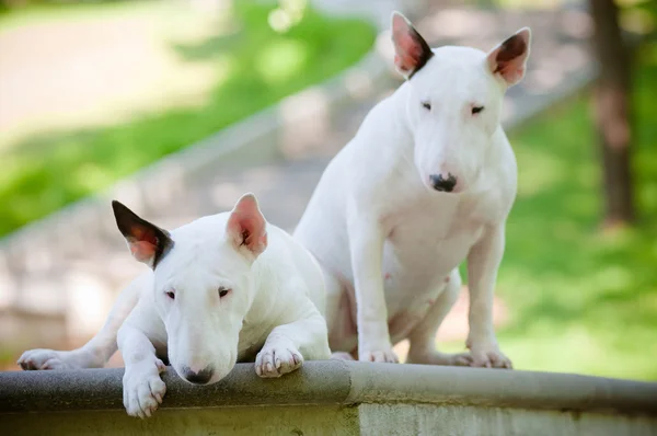 Dwa psy angielski spekulować na zwyżkę Terier — Zdjęcie stockowe