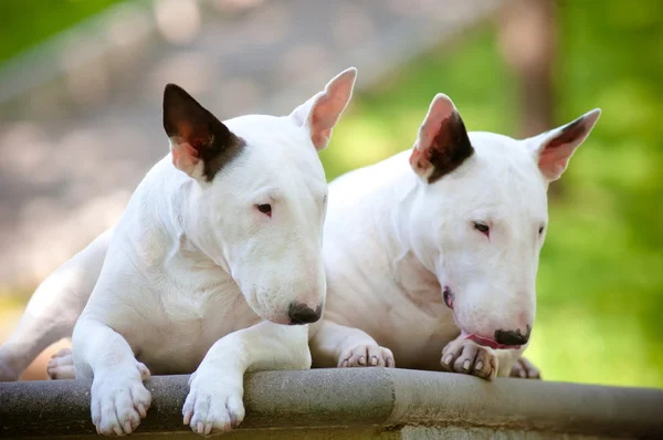 Deux chiens terrier taureau anglais — Photo