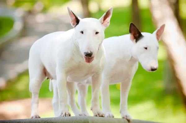 Deux chiens terrier taureau anglais — Photo