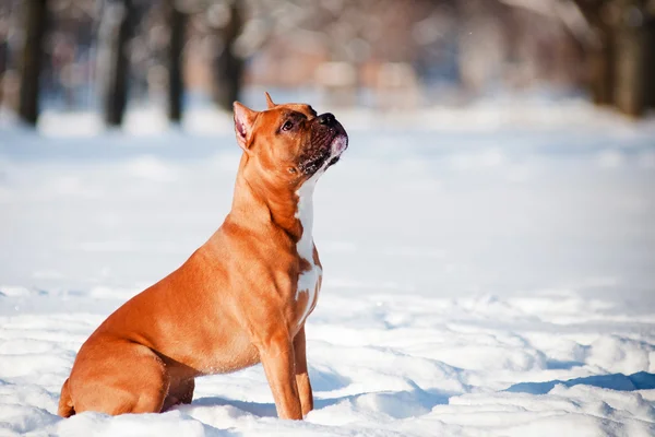 Red dog sitting in the snow — Stock Photo, Image