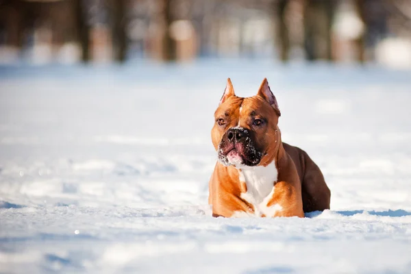 Red dog sitting in the snow — Stock Photo, Image