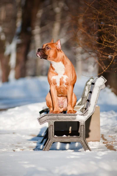 Bir bankta oturan kırmızı köpek — Stok fotoğraf
