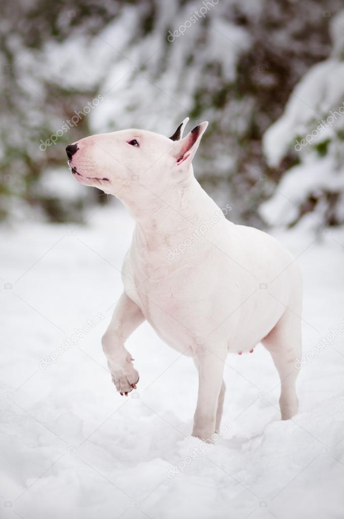 English bull terrier dog in the snow