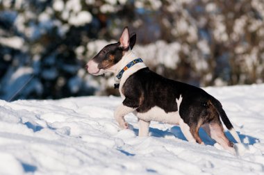 İngiliz bull terrier köpek