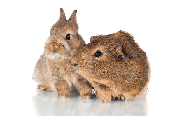 Decorative rabbit with guinea pig — Stock Photo, Image