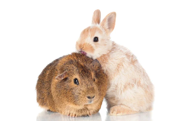 Decorative rabbit with guinea pig — Stock Photo, Image