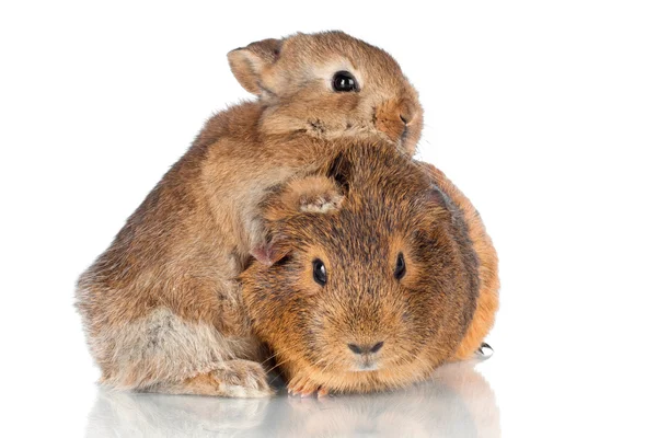 Decorative rabbit with guinea pig — Stock Photo, Image