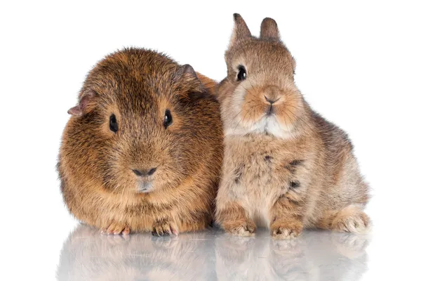 Dekoratives Kaninchen mit Meerschweinchen — Stockfoto