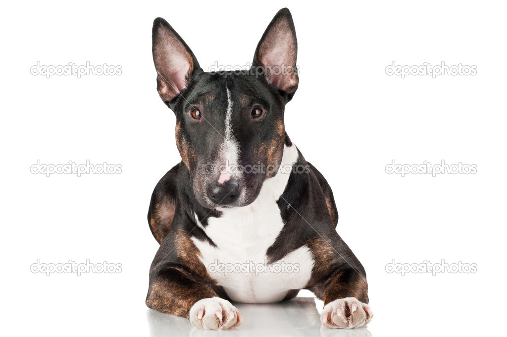 English bull terrier dog
