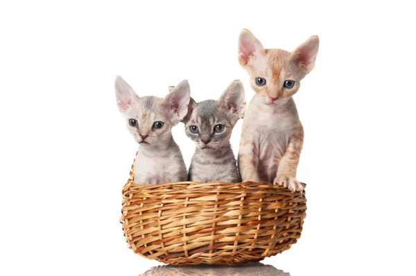 Cute sphynx kittens in brown basket — Stock Photo, Image