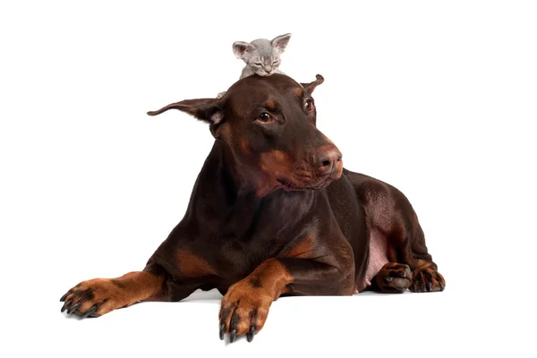 Kot siedzi na głowę psa — Zdjęcie stockowe