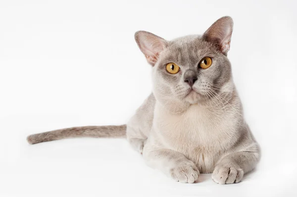 Beautiful gray cat — Stock Photo, Image