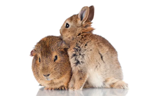 Adorable fluffy baby rabbit and guinea pig — Stock Photo, Image