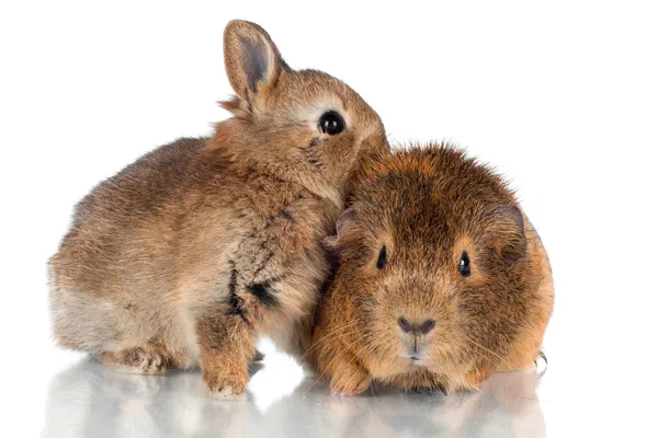 Adorável fofo bebê coelho e cobaia — Fotografia de Stock