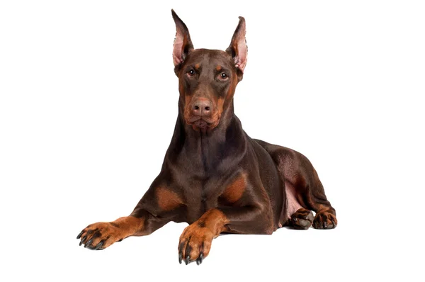 Retrato do cão doberman — Fotografia de Stock