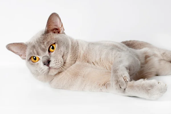 Cat on white background — Stock Photo, Image