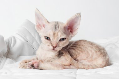 küçük sphynx kedi
