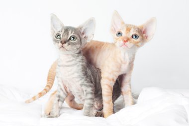 küçük sphynx kedi yavrusu