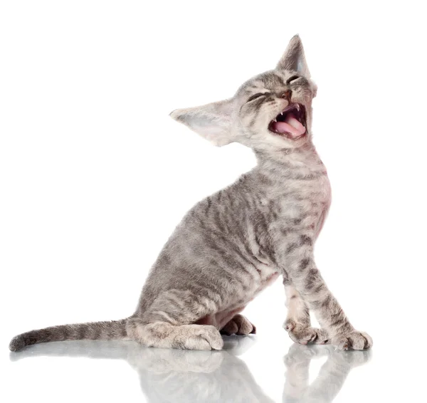 Little Sphynx kitten crying — Stock Photo, Image